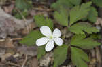 Wood anemone